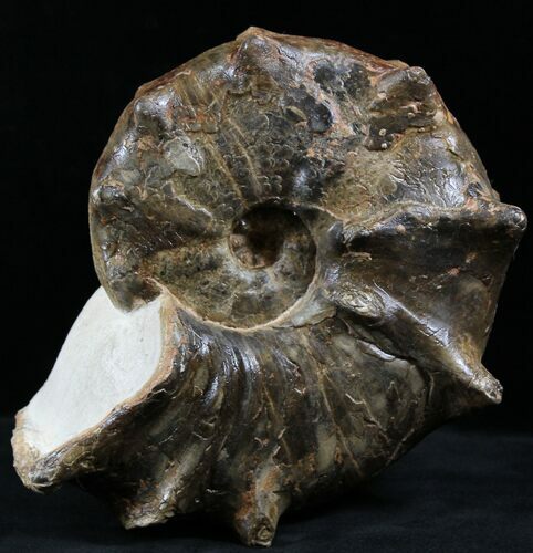 Large Mammites Ammonite - Goulmima, Morocco #27362